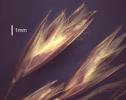Spikelet (photo) © Queensland Herbarium AQ 447138 by D. Sharp