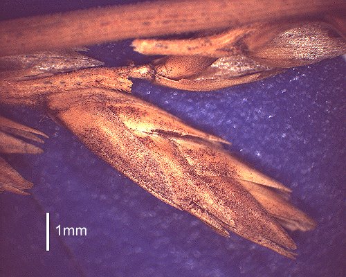 Spikelet (scanned specimen) © Queensland Herbarium AQ 376011 by D. Sharp