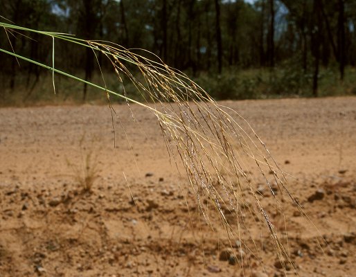 Inflorescence (photo) © Queensland Herbarium Sharp 371 and Simon by D.Sharp