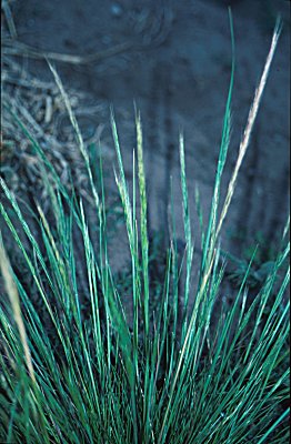 Inflorescence (photo) © Queensland Herbarium Sharp 53 and Simon by D.Sharp