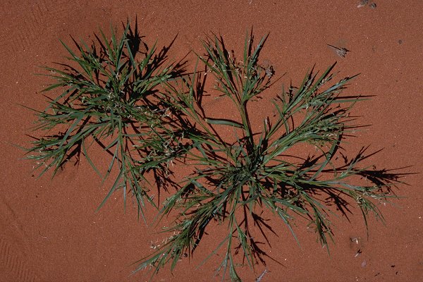 Habit (photo) Yakirra australiensis var. australiensis © D. Albrecht