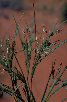 Inflorescence (photo) Yakirra australiensis var. australiensis © D. Albrecht