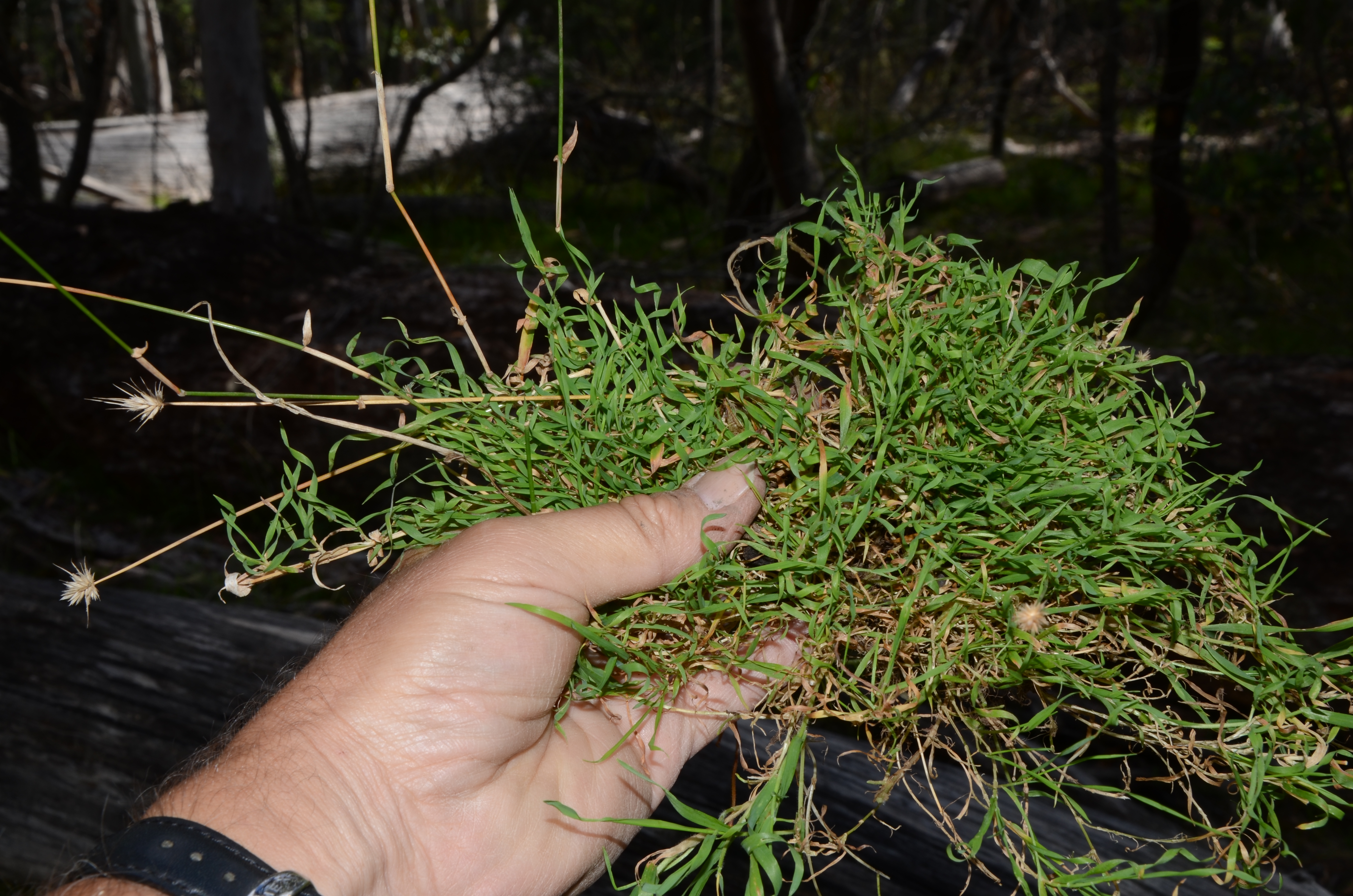 Echinopogon ovatus - Grasstrees Walk, Coolah Tops NP - JRHosking 3615 - curly leaves 2 image by JRHosking on 31 Mar 2012.jpg