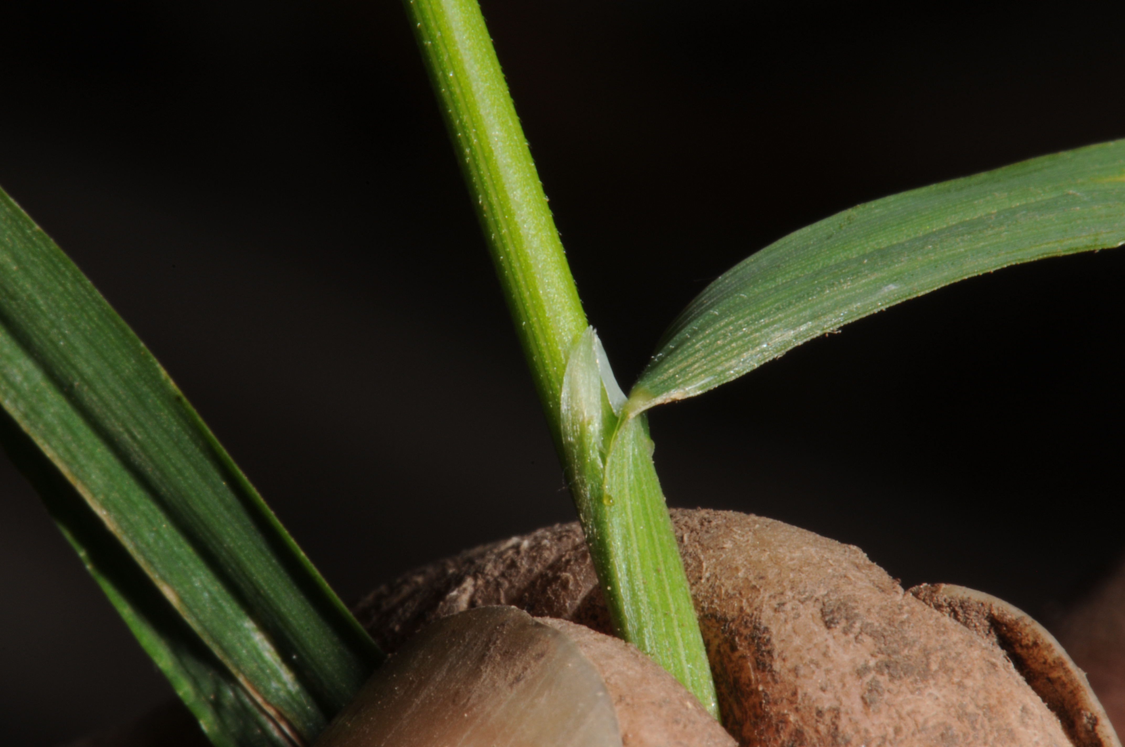 Echinopogon ovatus - Grasstrees Walk, Coolah Tops NP - JRHosking 3616 - ligule image by JRHosking on 31 Mar 2012.jpg