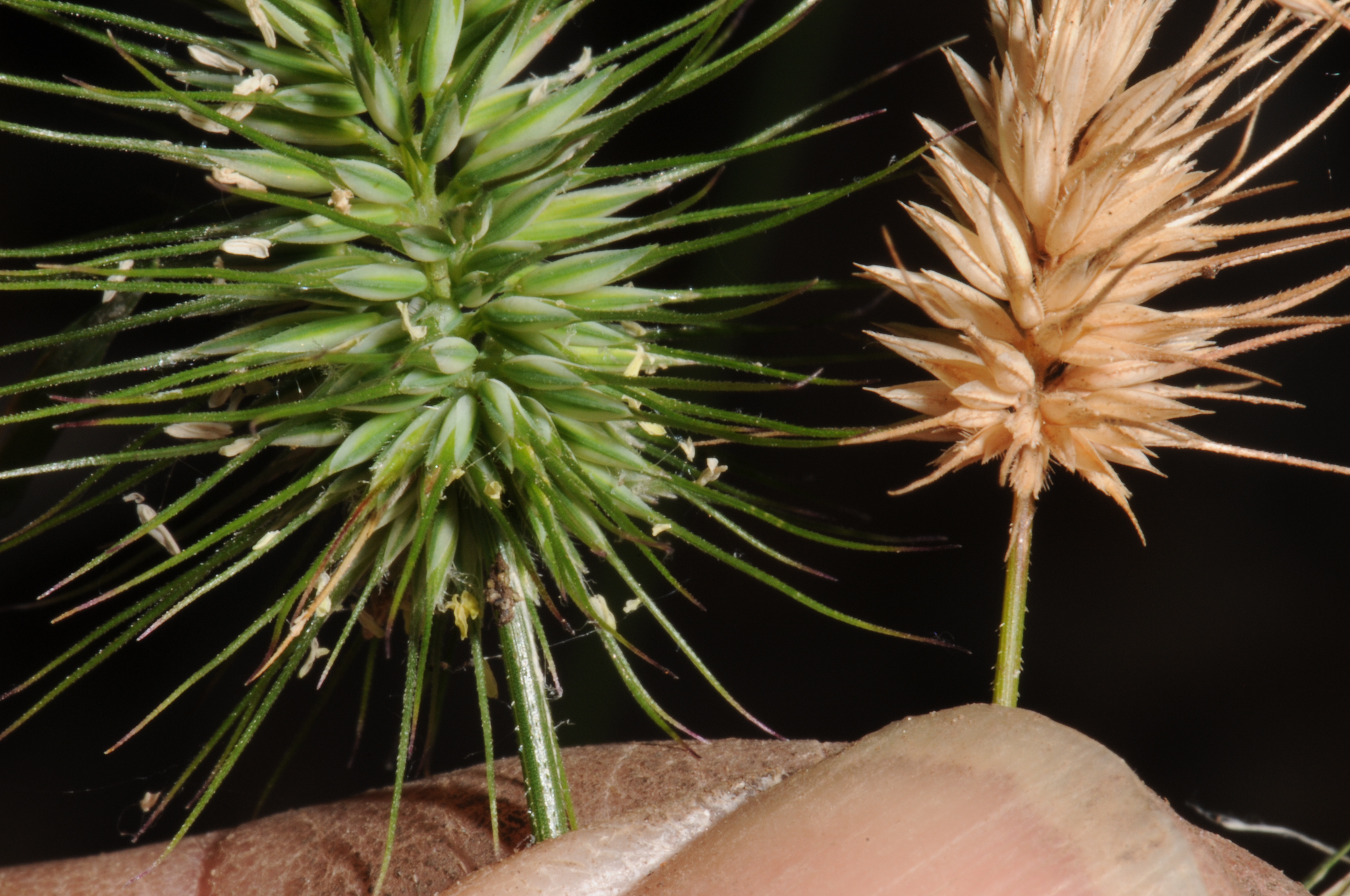 Echinopogon ovatus - Grasstrees Walk, Coolah Tops NP - JRHosking 3616 - short hairs on glumes image by JRHosking on 31 Mar 2012.jpg
